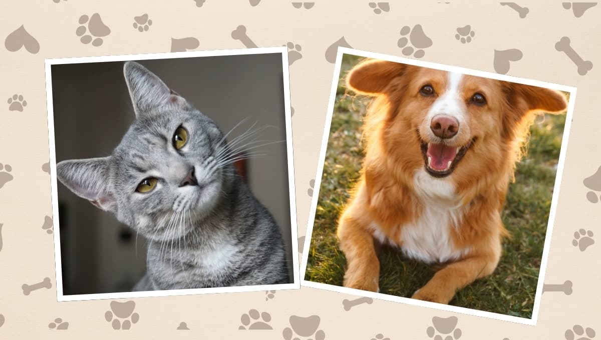 Los requisitos para esterilizar a tu perro o gato gratis en CDMX