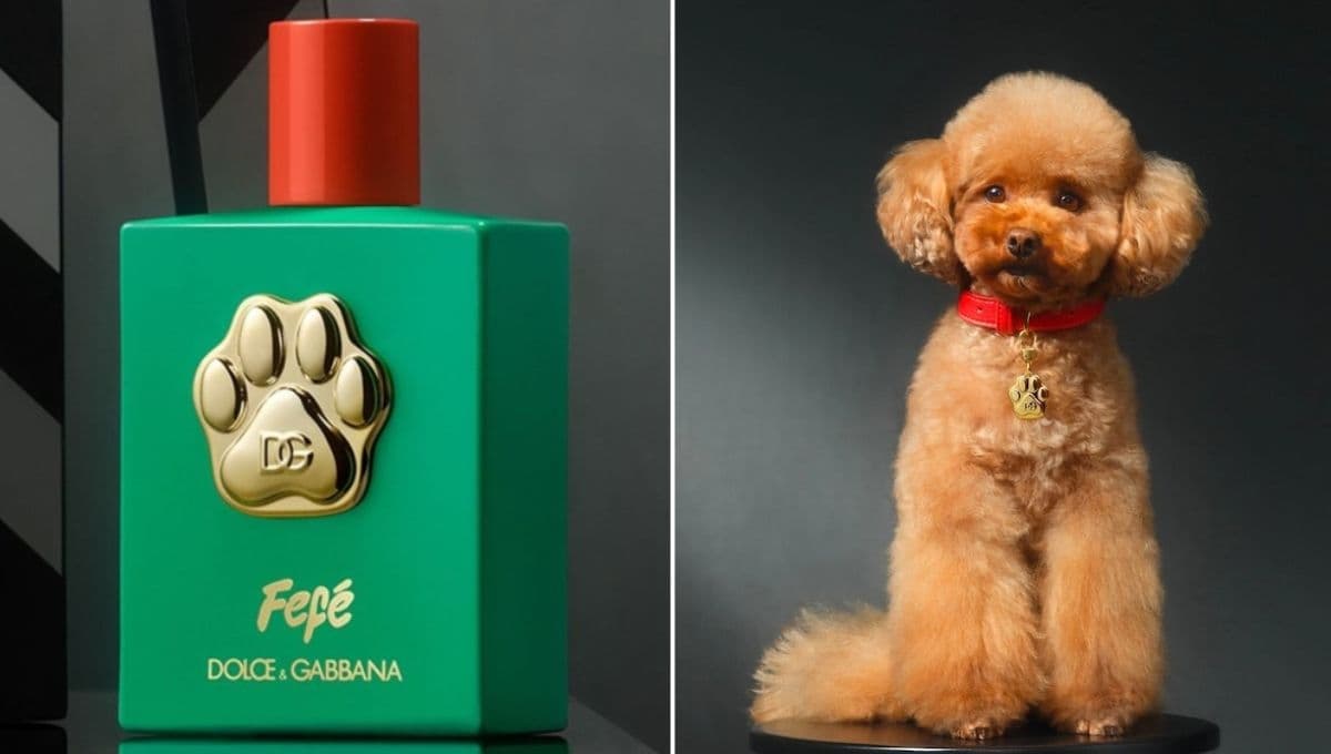 Fefé de Dolce Gabbana: Dónde comprar y cuanto cuesta el perfume para perros