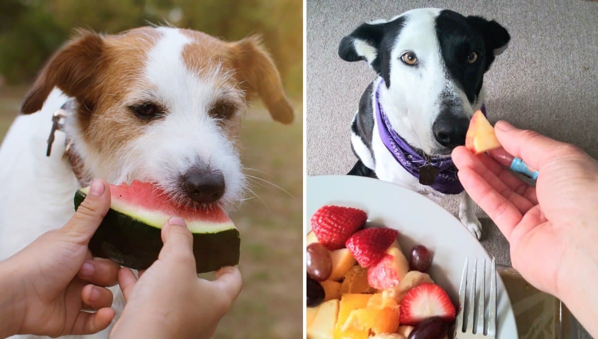 Las frutas y verduras recomendadas para un perro, según especialistas