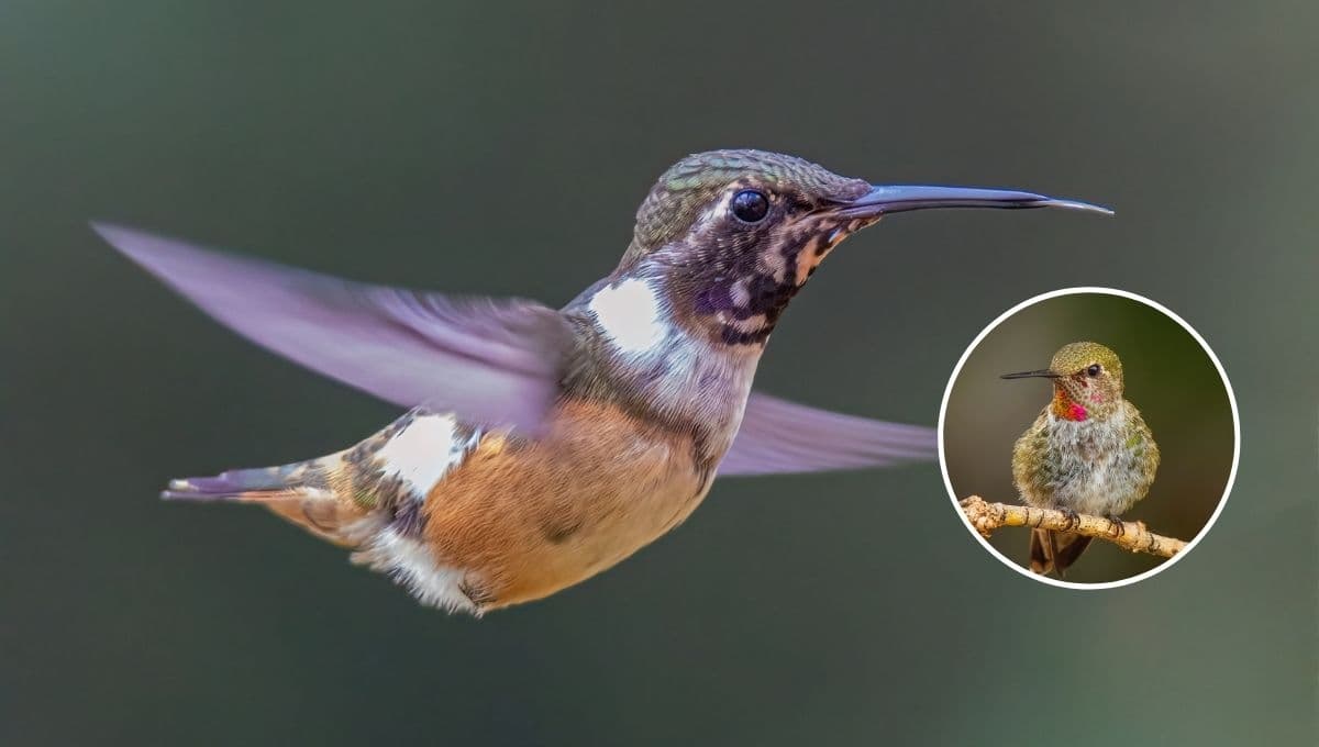 ¿Qué significa que un colibrí visite mi casa y por qué puede ser tan bueno?
