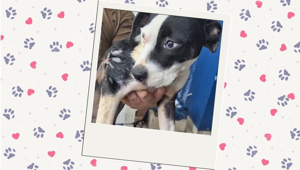 Él es Blue, el perrito que sobrevivió a un ataque de ácido y busca hogar
