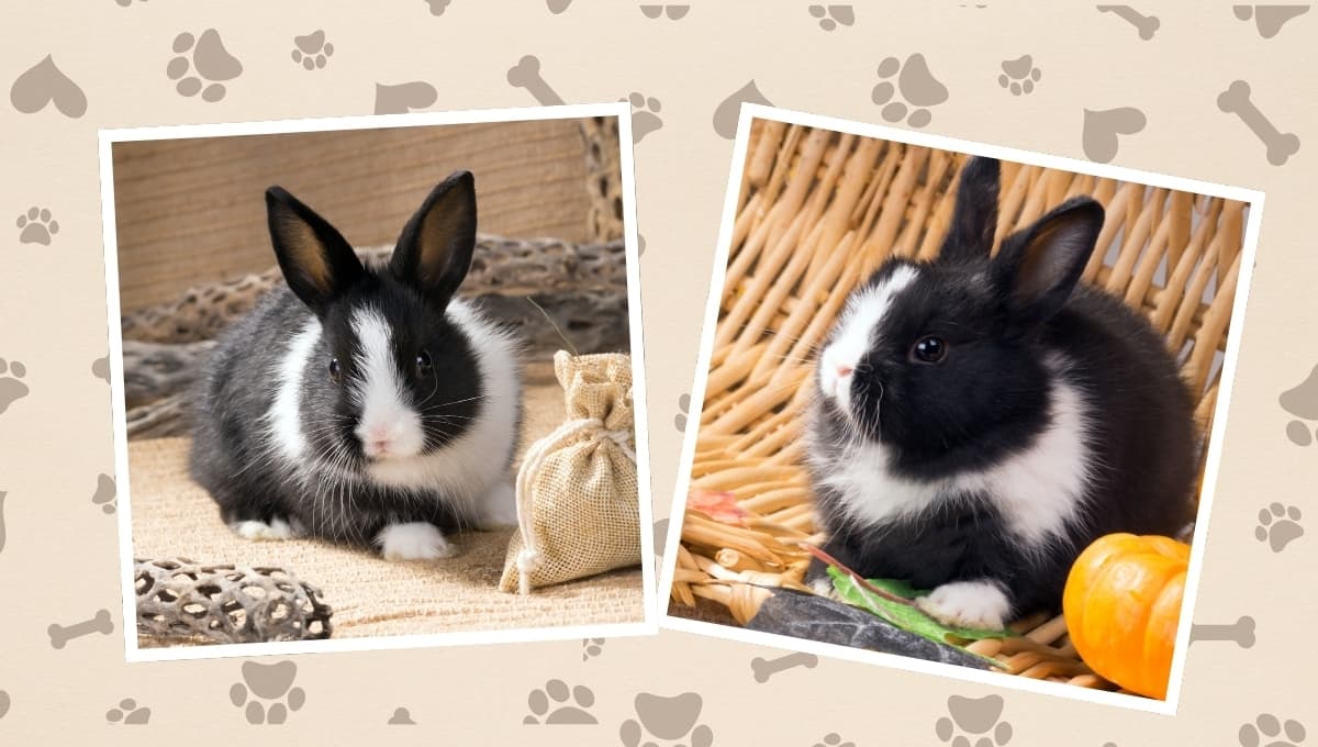Las mejores 5 razas de conejos para tener como mascota