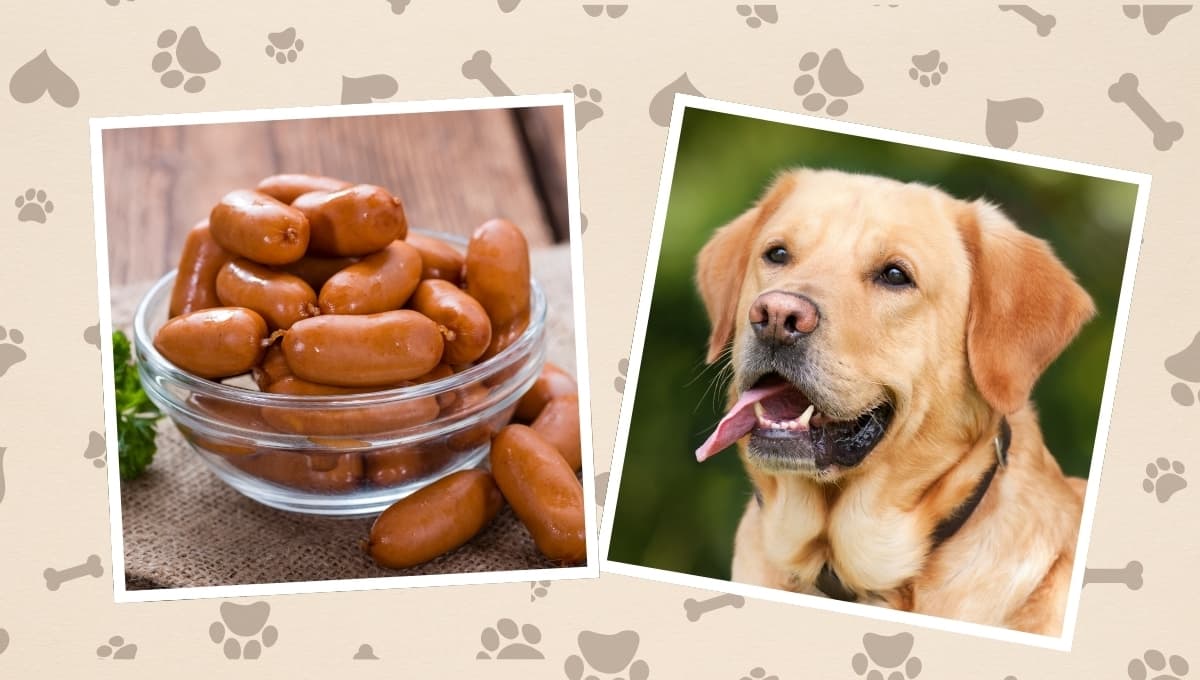 ¿Qué embutidos le puedo dar a mi perro? Estas son 3 grandes opciones