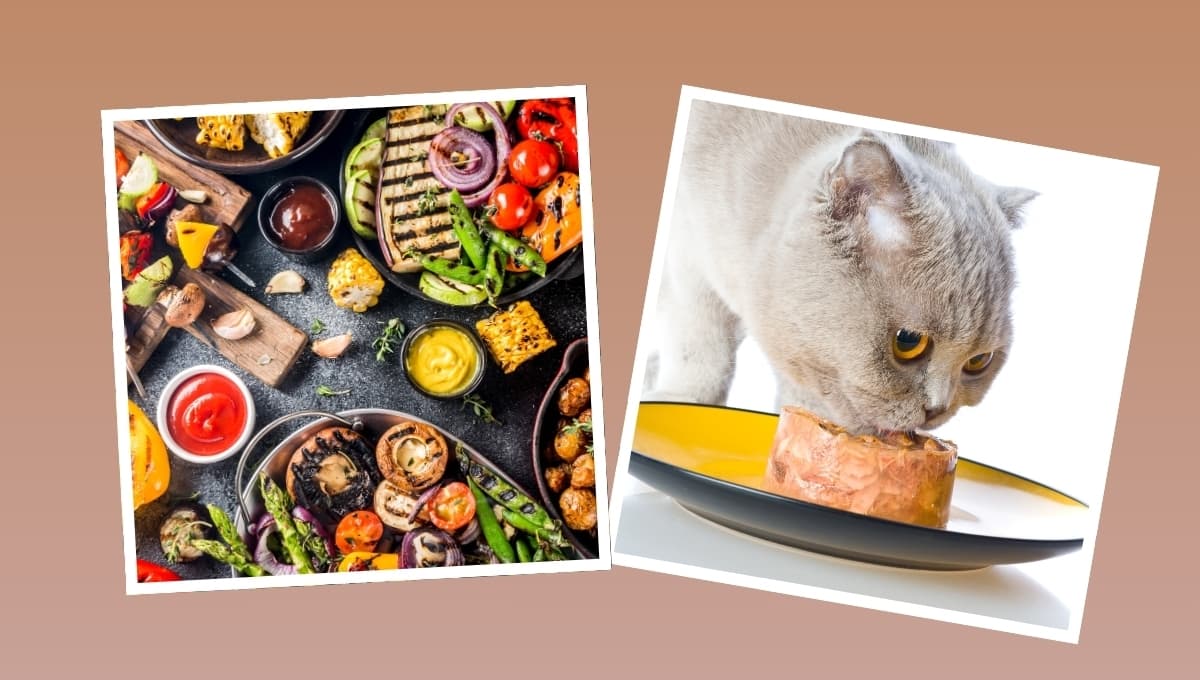 Los alimentos de consumo humano que pueden comer los gatos