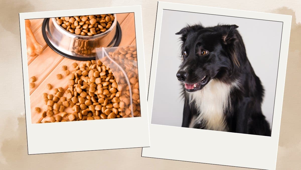 Son la mejor marca, pero también las peores croquetas para perro