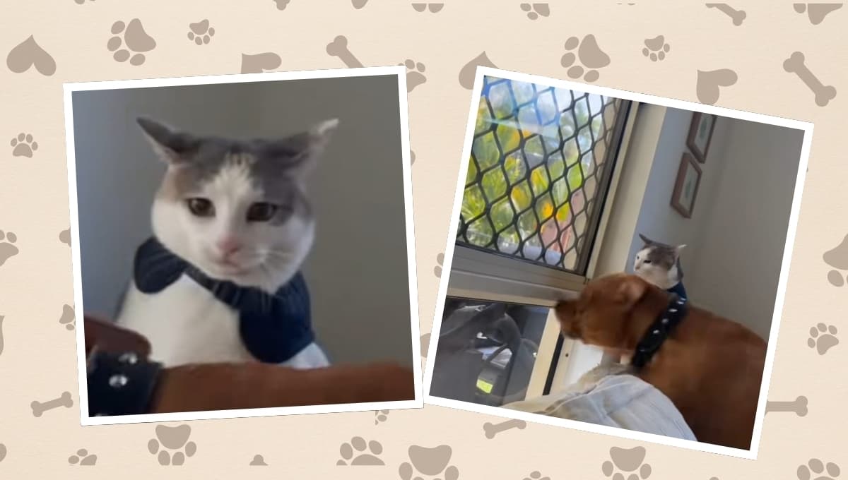 Perro protege a su amigo gato de otro lomito: VIDEO