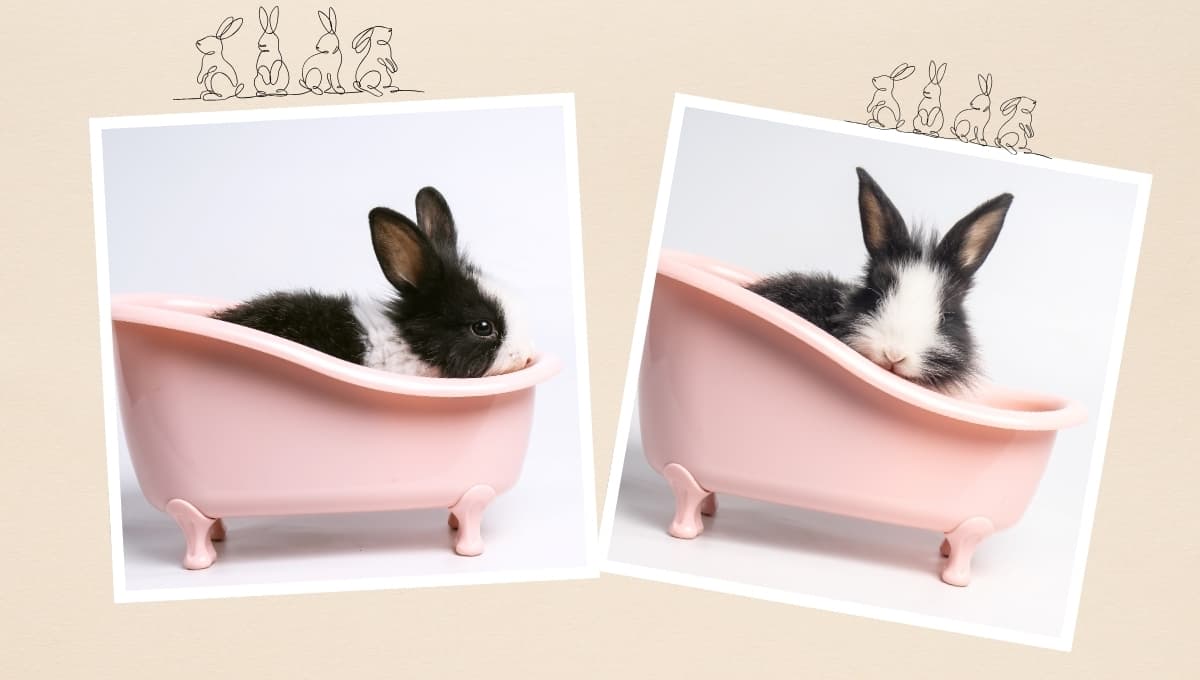 ¿Cómo bañar a un conejo? Esto debes saber