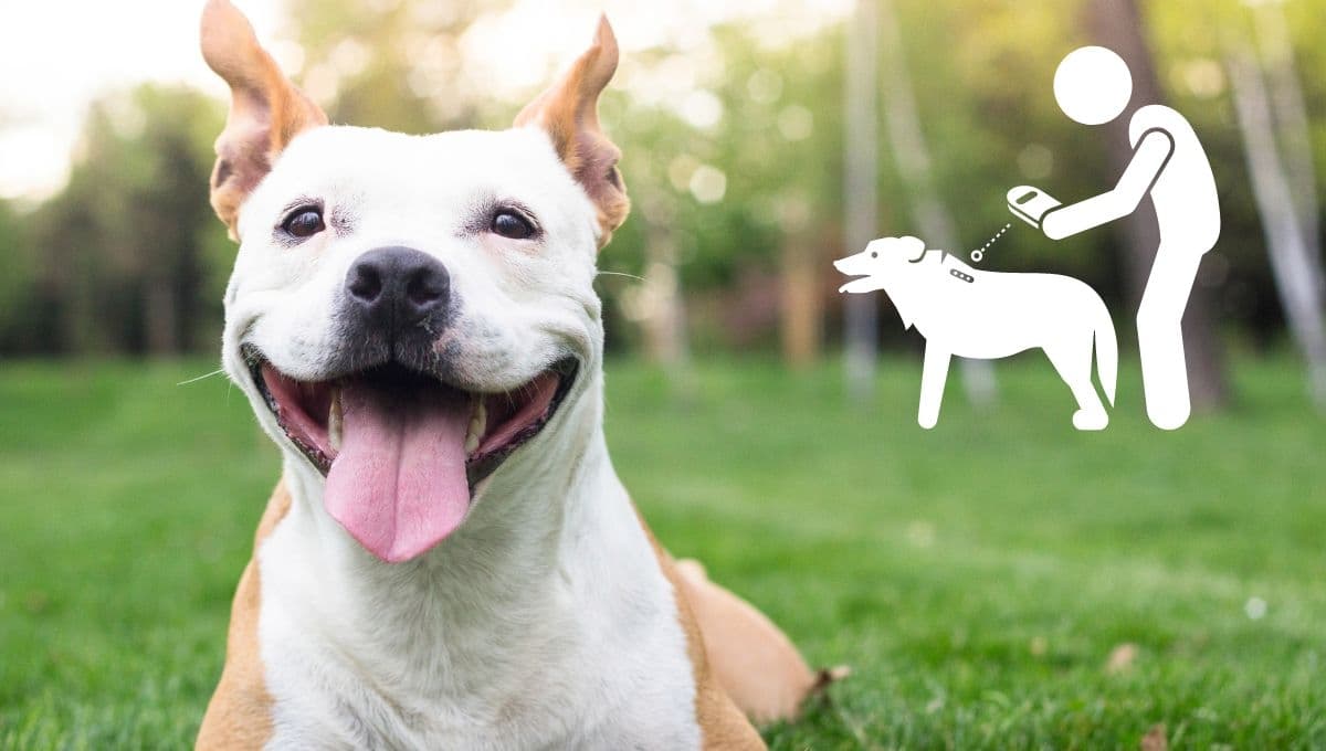 Este es el precio para ponerle un chip a tu perro en CDMX