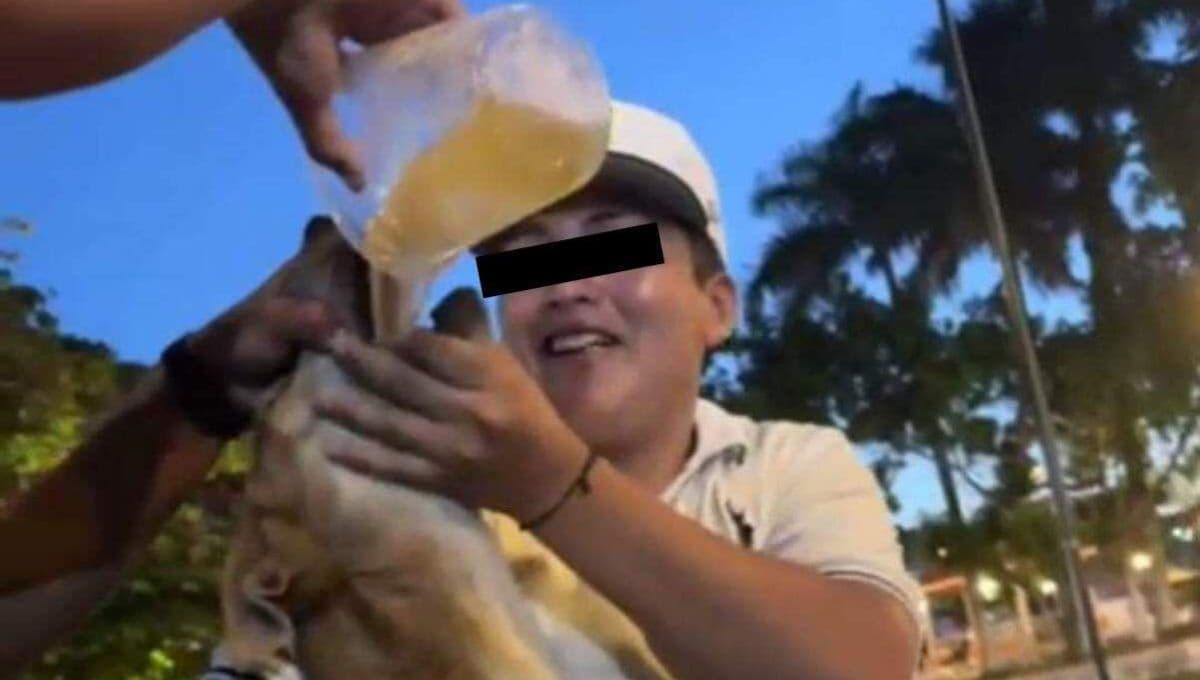 VIDEO: Exhiben a dos hombres dándole bebidas alcohólicas a un perro en Yucatán