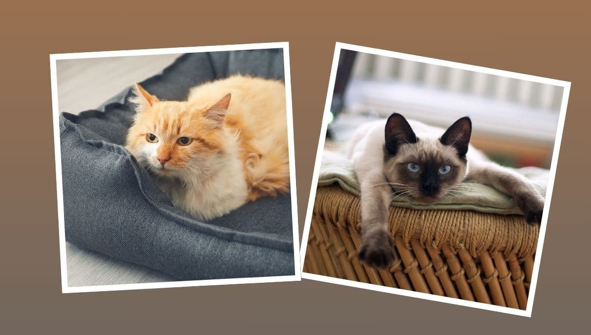 El tiempo exacto que se pueden quedar los gatos solos en casa