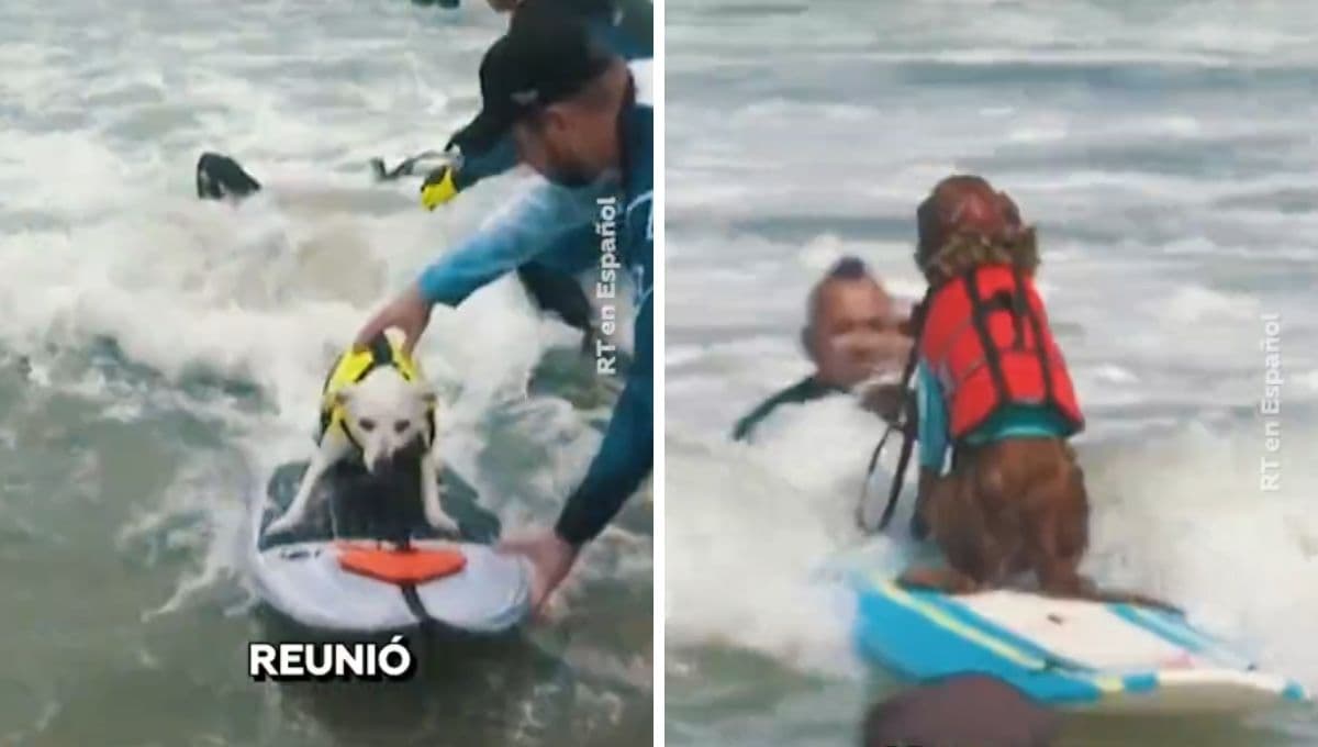 Perritos surfistas sorprenden con su talento en las olas