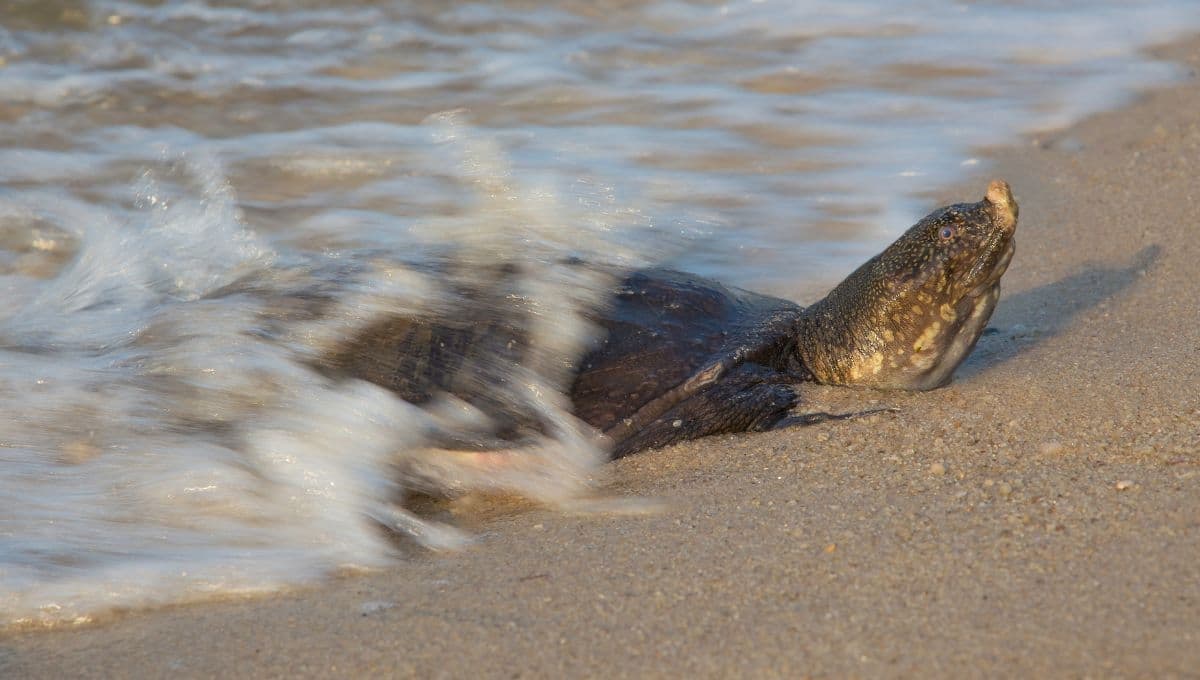 ¿Qué hacer si te encuentras a una tortuga atrapada en la playa?