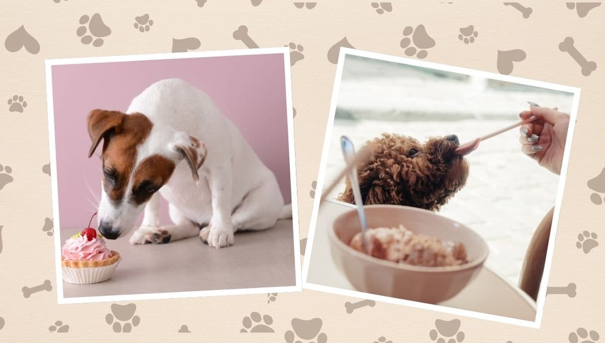 3 lugares para llevar a comer un postre a tu perro en CDMX