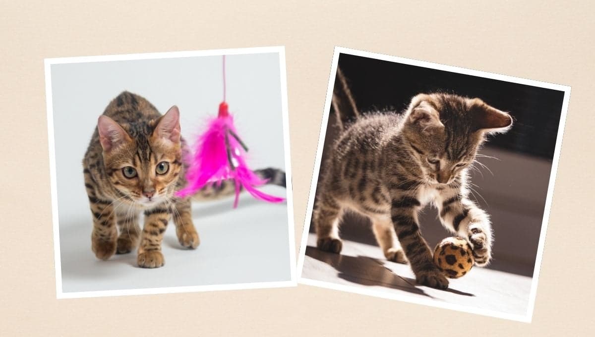Los mejores 5 juegos para estimular a un gato