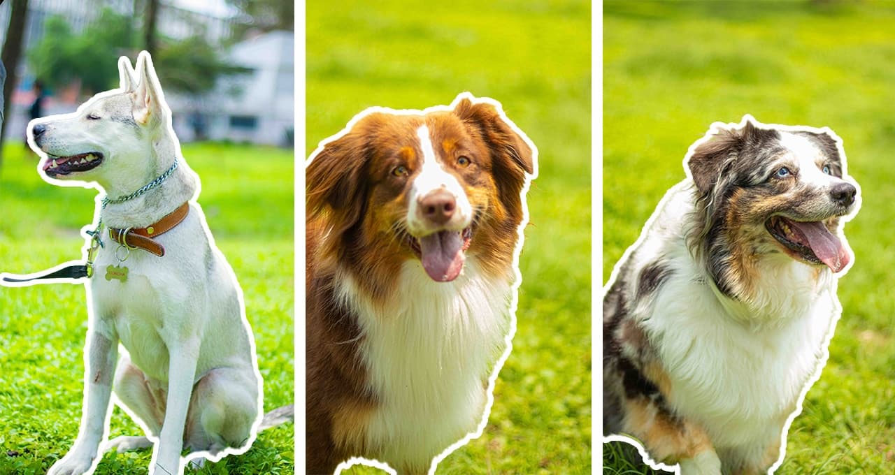 9 hermosos fondos de pantalla de perritos hermosos