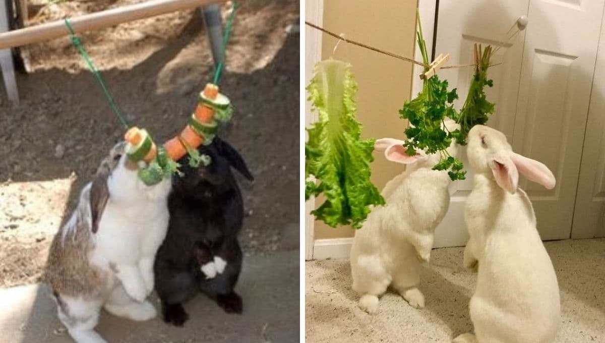 ¿Cómo hacer un juguete para un conejo?