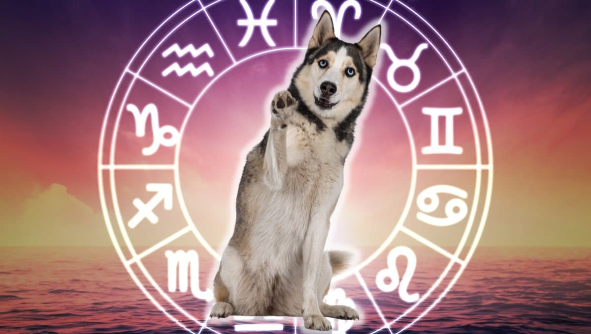 Horóscopo de tu perro: Las predicciones para tu mascota hoy miércoles 7 de agosto