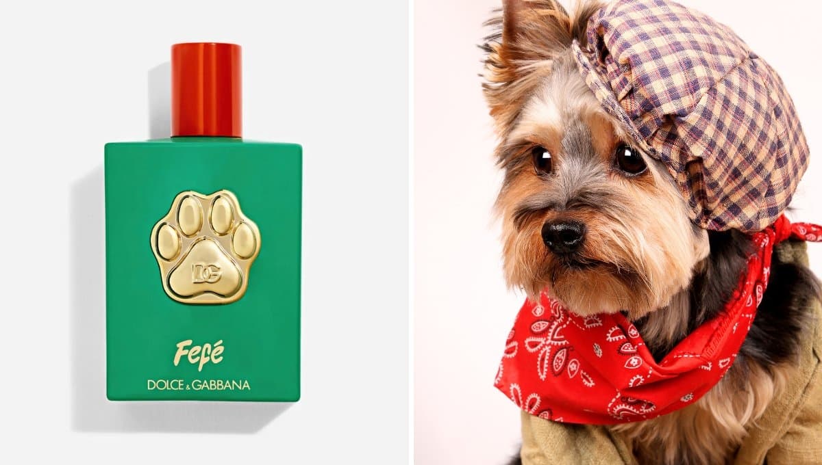 Precio y características de Fefé de Dolce Gabbana, el perfume para perros