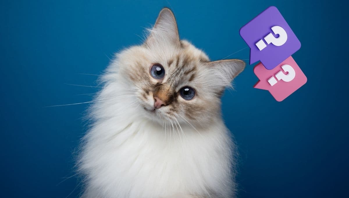 ¿Qué significa que un gato aparezca en tu casa, según expertos?