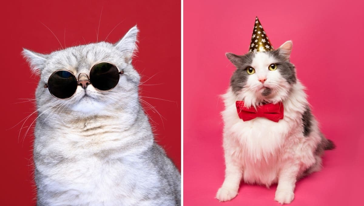 ¿Por qué el Día Internacional del Gato se celebra cada 8 de agosto?