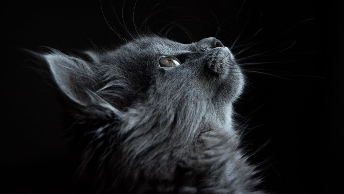 Así serán los gatos del futuro y por qué