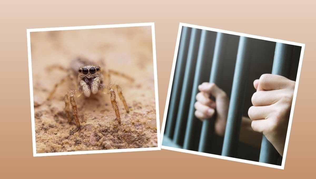 Detienen a mujer por ahogar en refresco a la araña mascota de su roomie
