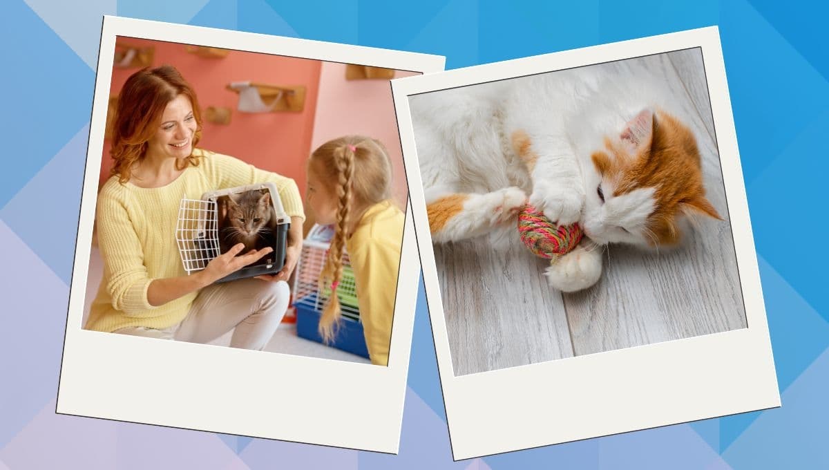 5 ideas para celebrar con tu michi el Día Internacional del Gato