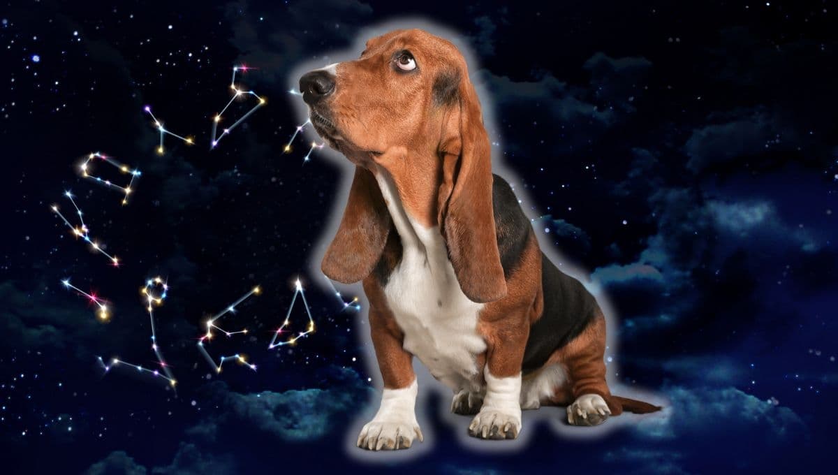 Horóscopo de tu perro: Las predicciones para tu mascota hoy martes 8 de agosto
