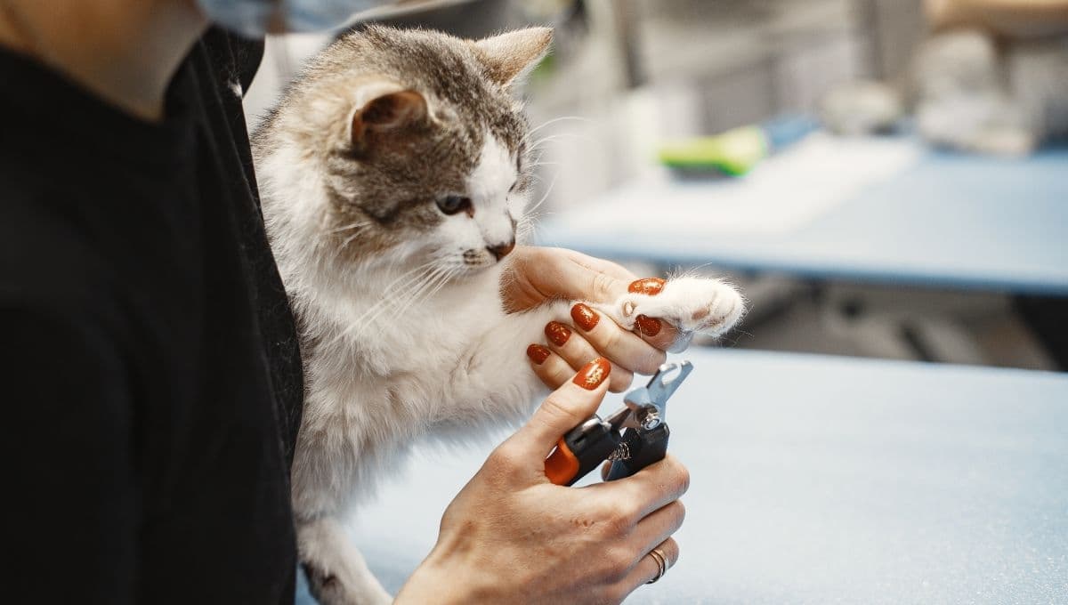 ¿Por qué es malo cortarle las uñas a un gato?