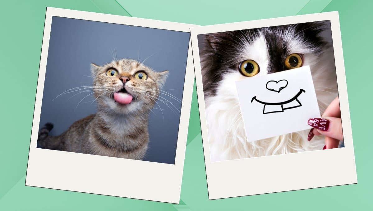 Los mejores memes para celebrar el Día Internacional del Gato