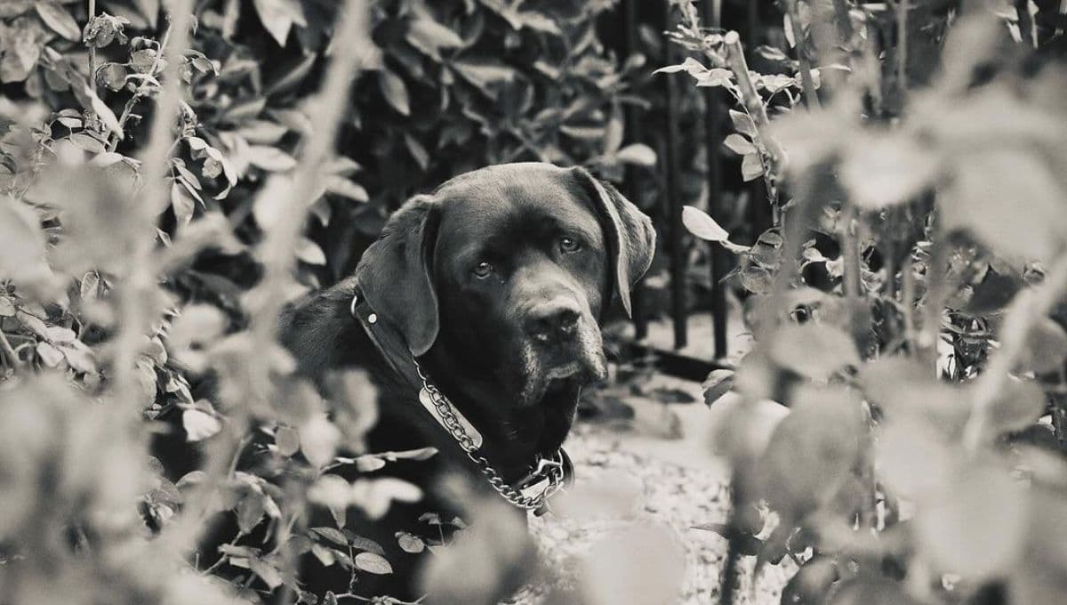 Ella es la famosa actriz que sufrió la muerte de su perro
