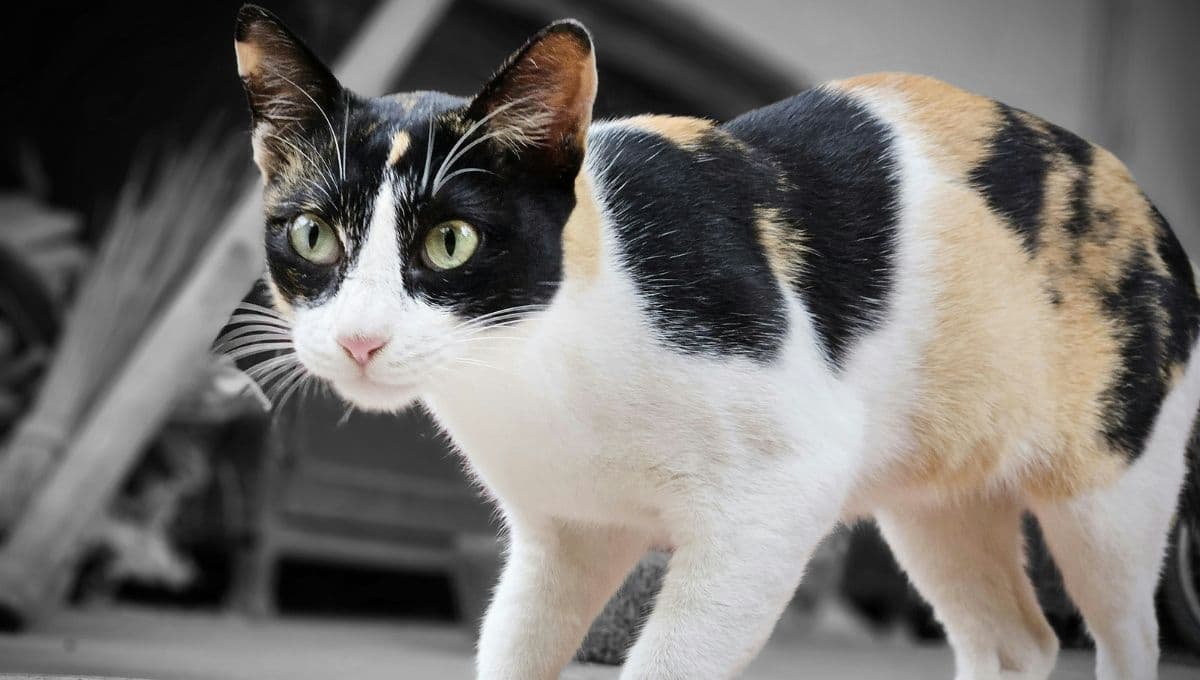 Las mejores croquetas para darle a tu michi en el Día Internacional del Gato