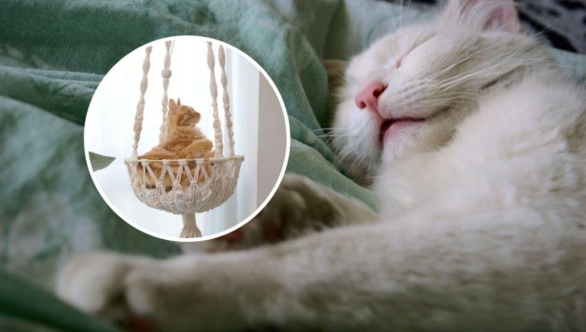 ¿Cómo hacer una cama colgante casera para gatos? | Paso a paso