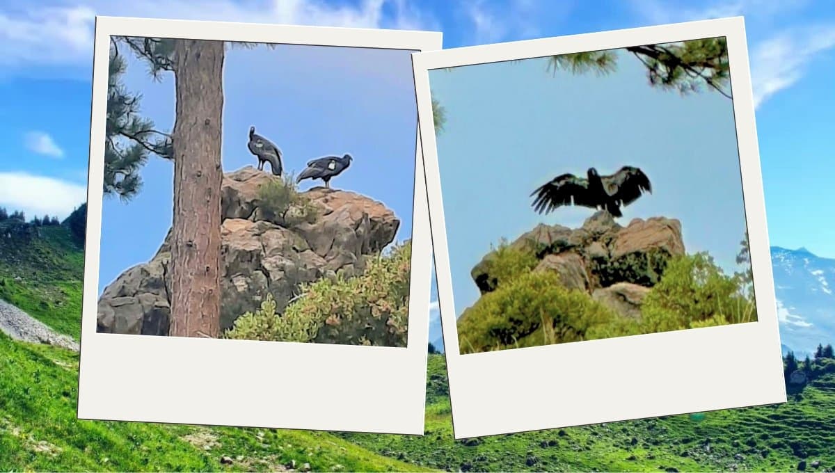 Reintroducen a la vida silvestre a dos cóndores de California nacidos en Chapultepec