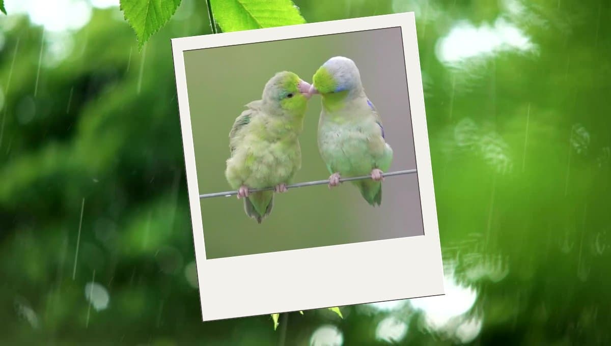 Loros son captados besándose bajo la lluvia; así fue el momento