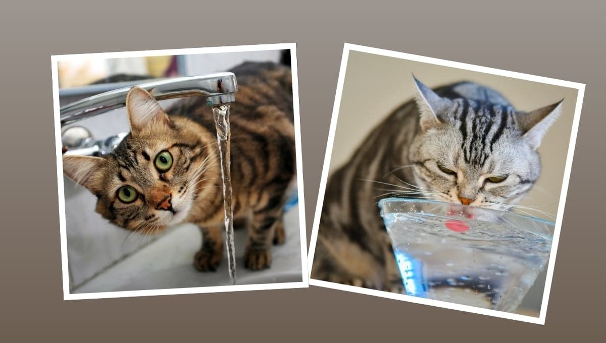 El truco para mantener fresco a tu gato en verano