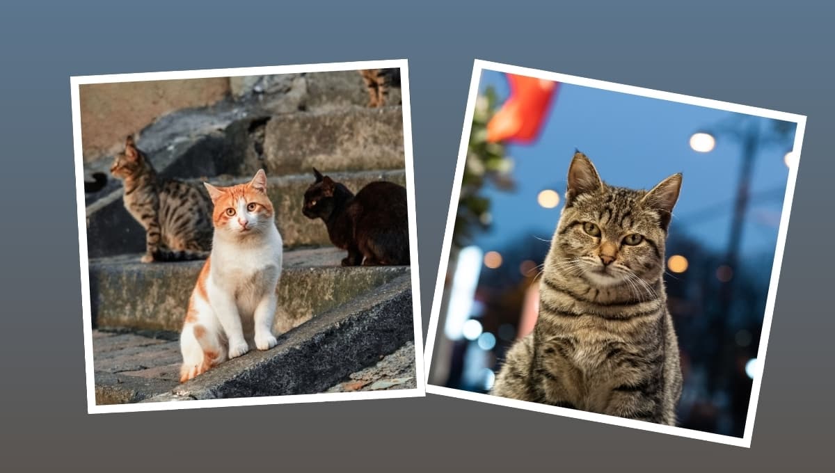 Reportan sobrepoblación de gatos en Tampico: esta es la razón