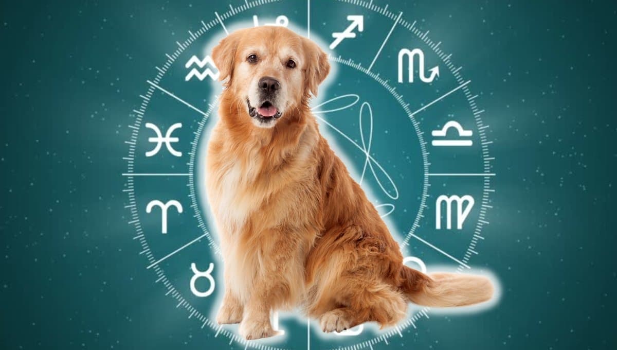 Horóscopo de tu perro: Las predicciones para tu mascota hoy viernes 9 de agosto
