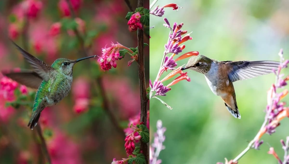 ¿Cómo hacer un jardín para ATRAER colibríes?