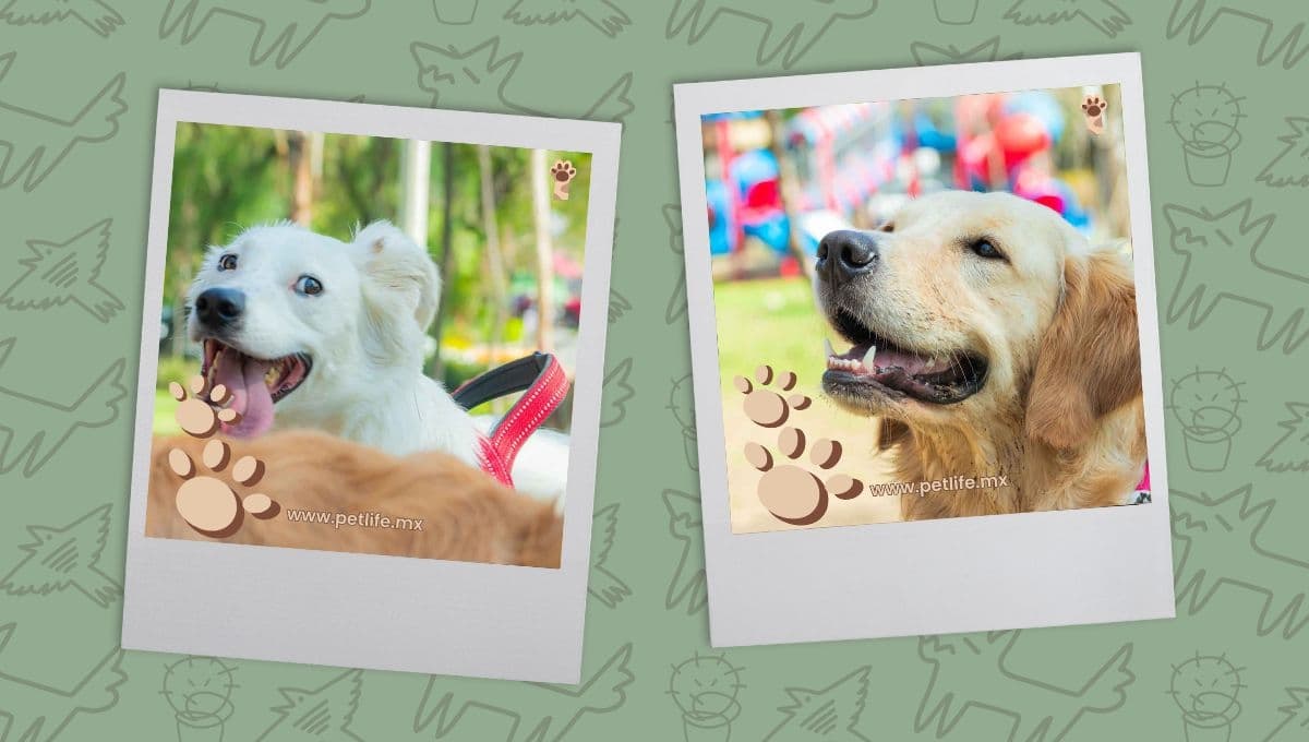 9 fotos de perritos tiernos para alegrar tu día