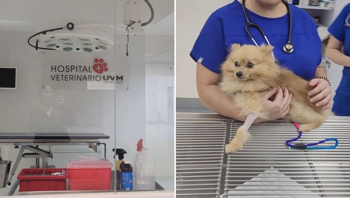 Conoce el Hospital Veterinario de la UVM: consulta general, rayos X, fisioterapia y más