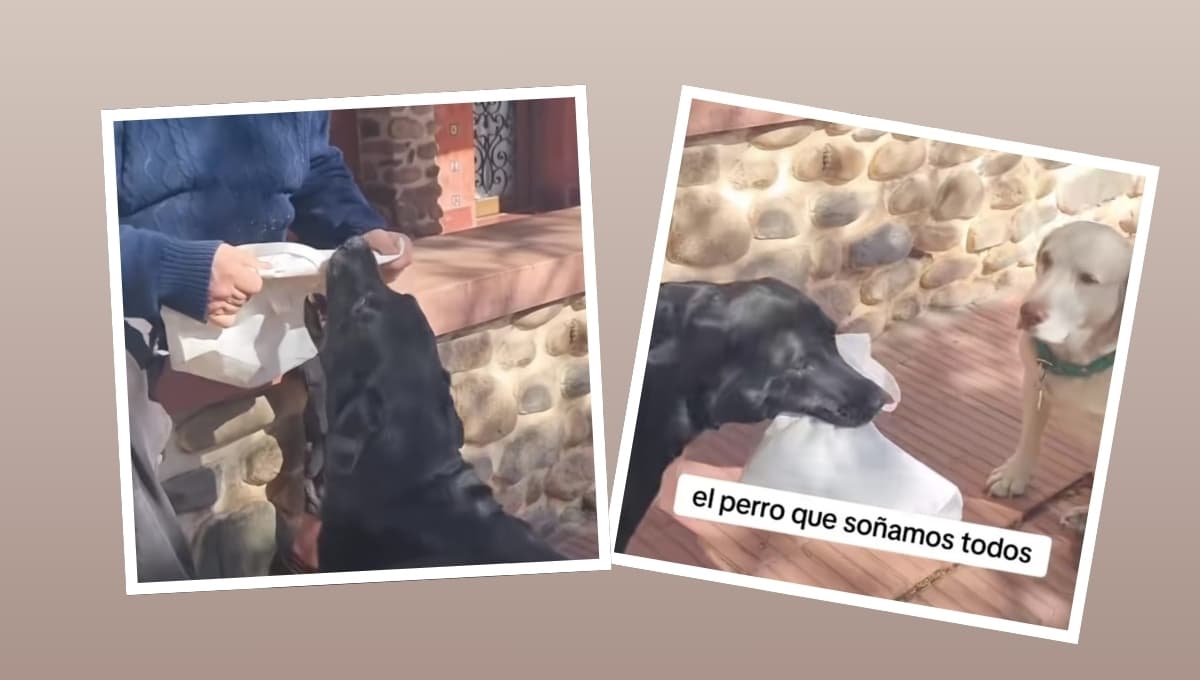 Perro se hace viral por ser mandadero: VIDEO