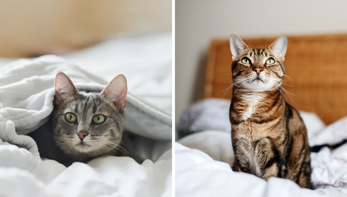 ¿Por qué tu gato daña tu sueño, según la UNAM?
