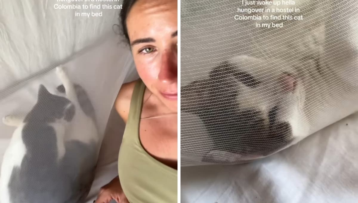 Se despierta en un hotel ¡junto a un gato! tras una noche de copas