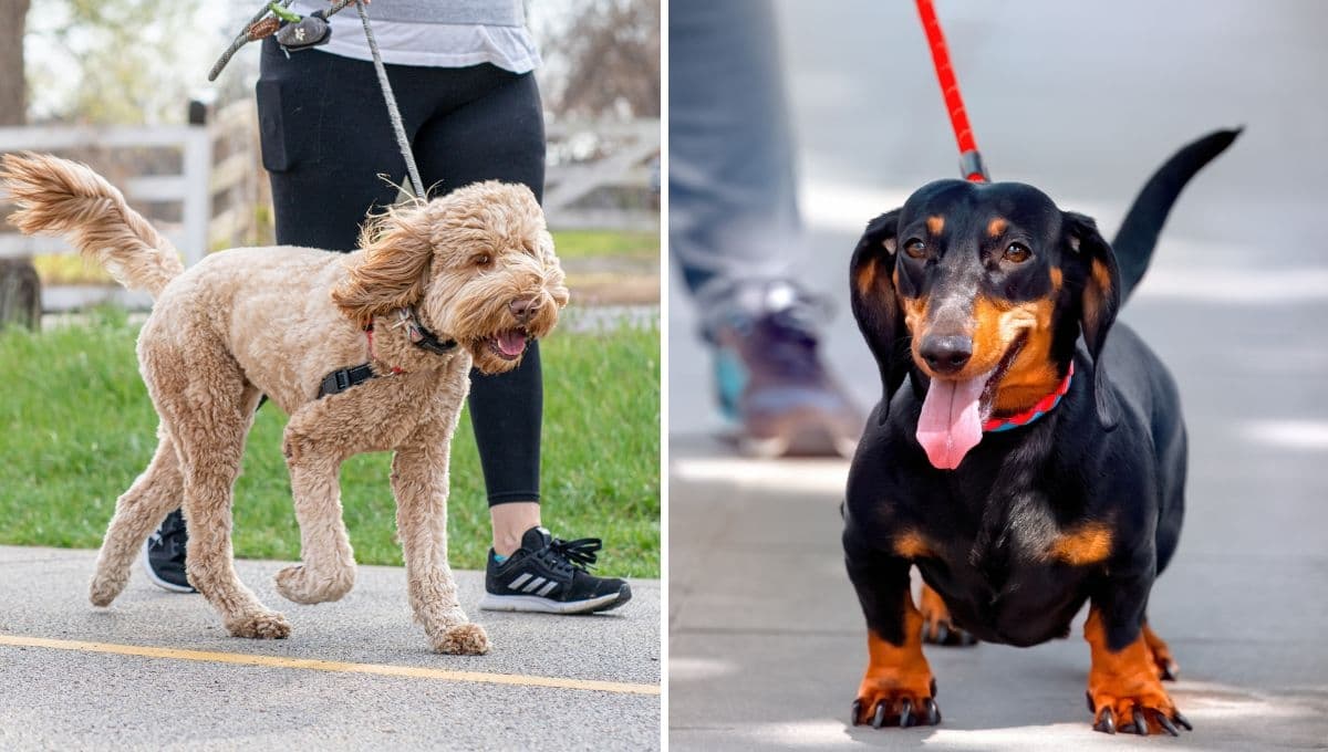 Te decimos el tiempo que debe durar un paseo para tu perro, según su raza y edad