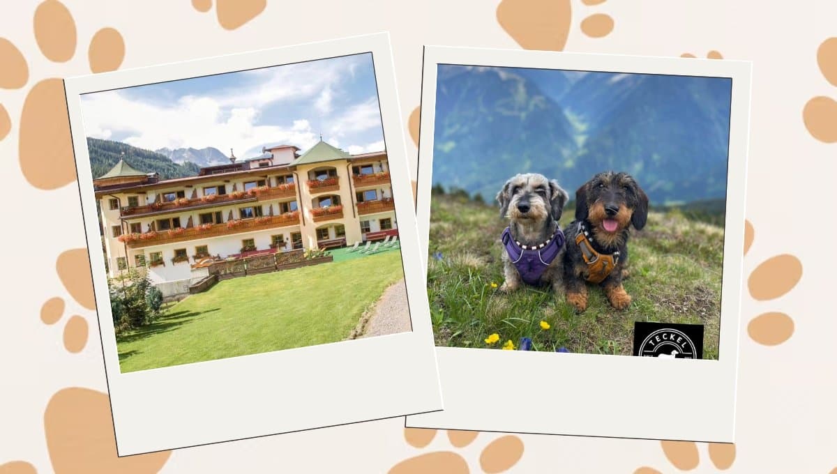 Conoce el hotel que es exclusivo para perros salchichas: FOTOS