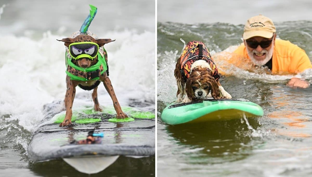 Disfruta de las mejores imágenes del Campeonato Mundial de Surf Canino