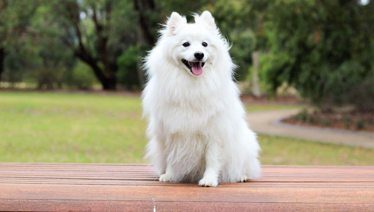 Dime qué fruta le das a tu perro y te respondemos si es correcto