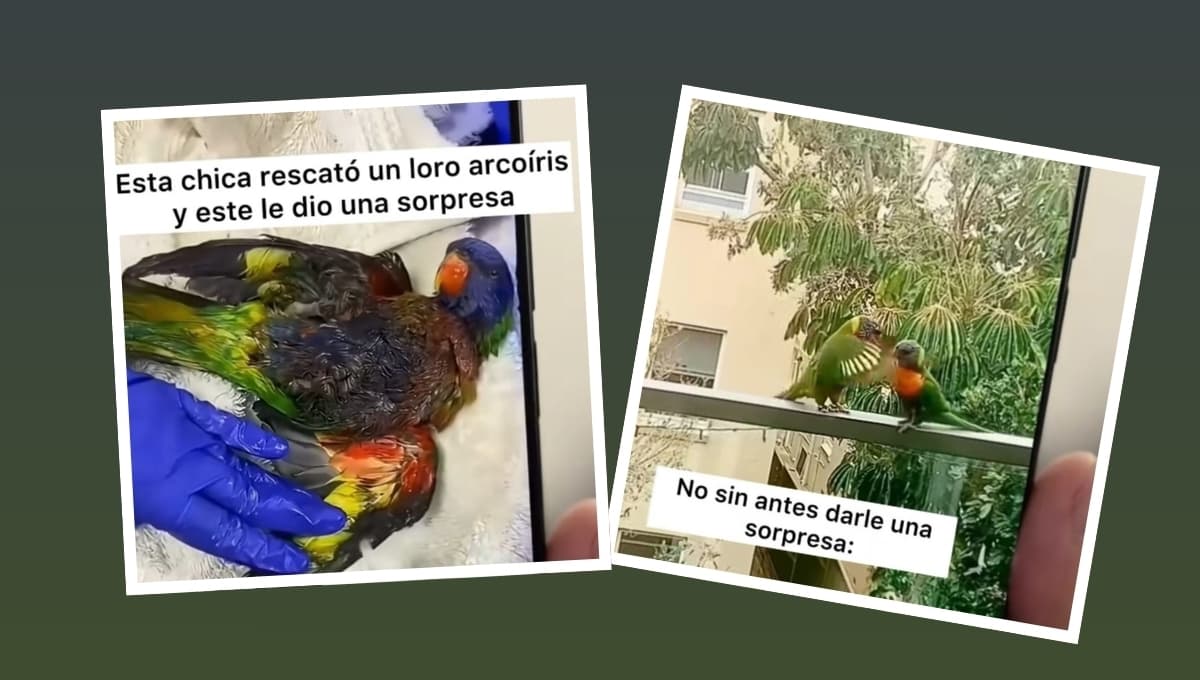 Mujer salva a loro arcoíris; él la premia de esta manera