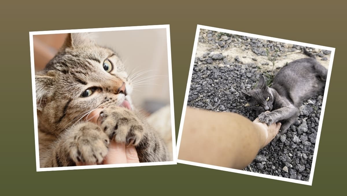 La razón por la que tu gato muerde tus tobillos: explicación completa